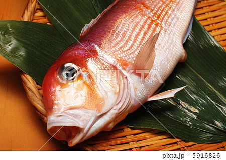 甘鯛　笹 5916826