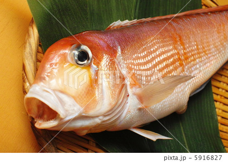 甘鯛 笹2 甘鯛 笹2 5916827