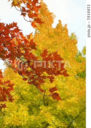 ふうの紅葉 5916853