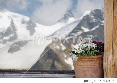 エーデルワイスと雪山 5916917