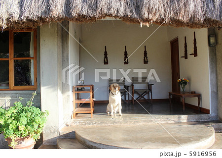 アフリカロッジ 忠犬 5916956