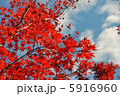 目が痛くなるほどの紅葉 5916960