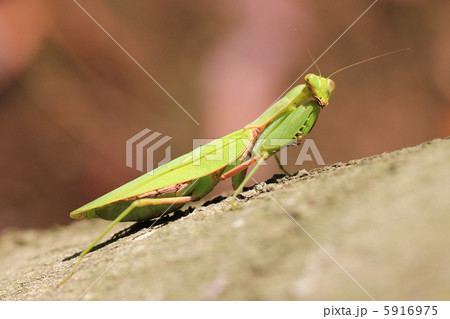 ハラビロカマキリ 5916975