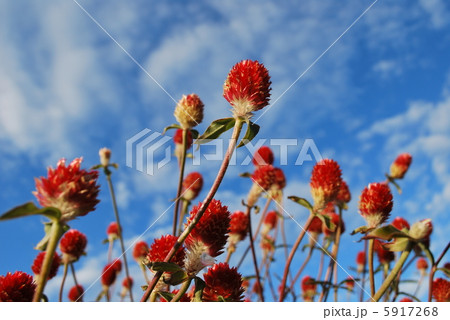 千日草の花と空 千日草の花と空 5917268