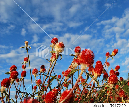 千日草の花と空 5917269