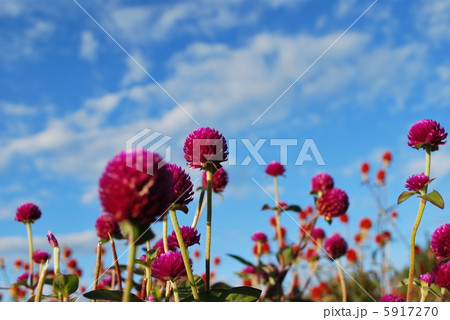 千日草の花と空 千日草の花と空 5917270
