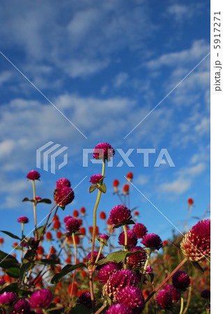 千日草の花と空 千日草の花と空 5917271