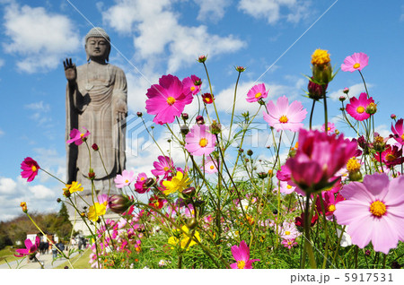 牛久の大仏とコスモス 牛久の大仏とコスモス 5917531