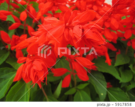 サルビア・スプレンデンスの花 5917858