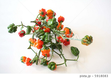 激辛トウガラシ ナガ・バイパー 激辛トウガラシ ナガ・バイパー 5918083