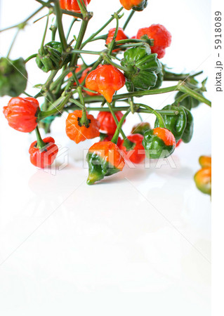 激辛トウガラシ　ナガ・バイパー 5918089