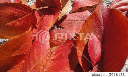 落ち葉 5918138