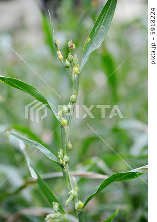ハトムギ ハトムギ 5918224