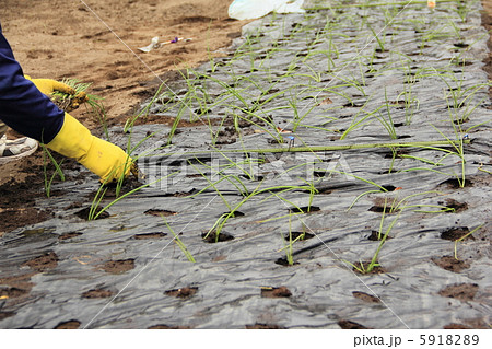 玉ネギ苗植え 5918289