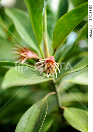 オヒルギ オヒルギ 5918309