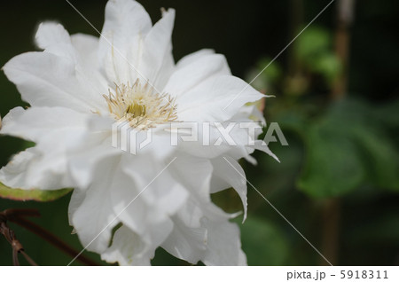 八重咲きクレマチス 八重咲きクレマチス 5918311