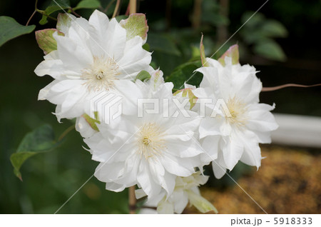 八重咲きクレマチス　 5918333