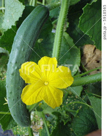 キュウリ キュウリ 5918565