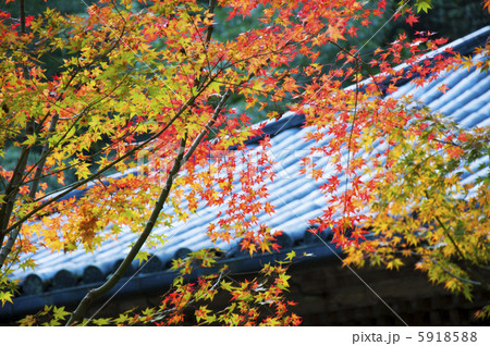 秋の円通院 5918588