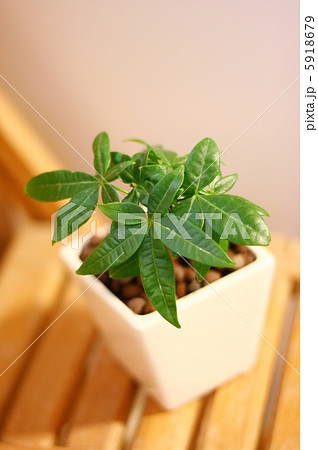 観葉植物 5918679