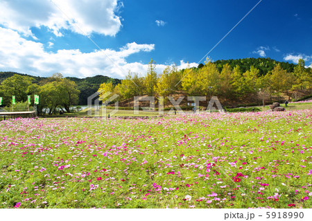 愛媛 宇和島市 三間町 中山池自然公園 愛媛 宇和島市 三間町 中山池自然公園 5918990