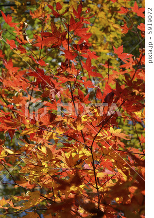 紅葉 紅葉 5919072