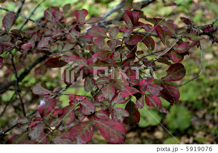 紅葉 5919076