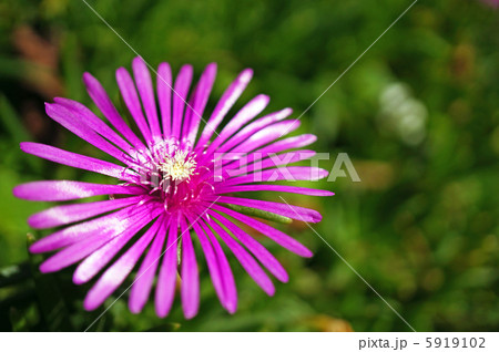 松葉菊 5919102
