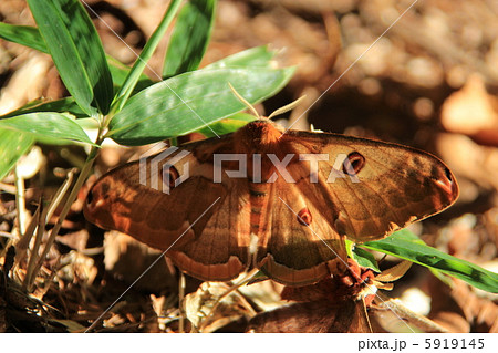 ヒメヤママユ 5919145