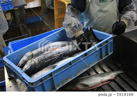 鮭 水揚げ 漁獲 鮭 水揚げ 漁獲 5919166