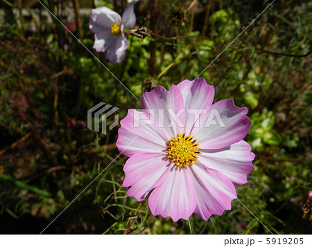 コスモス（秋桜） 5919205