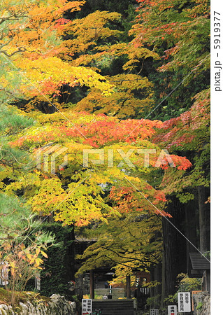 光前寺参道の紅葉 5919377