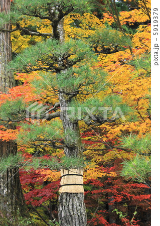 光前寺 松と紅葉 光前寺 松と紅葉 5919379