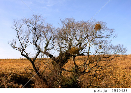 冬の平尾台 5919483