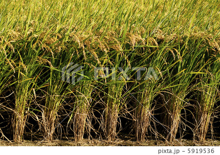 稲穂 5919536