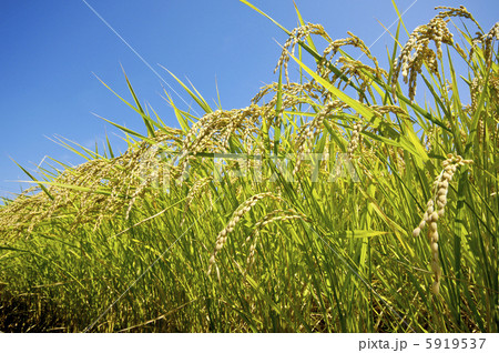 稲穂 5919537
