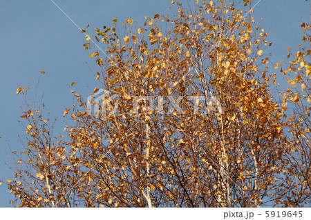 紅葉した白樺の木　紅葉シーズン 5919645