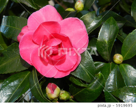 サザンカ（山茶花） 5919695