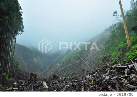 伐採地、高知 5919700