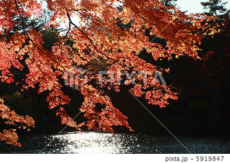 雲場池の紅葉その１ 5919847