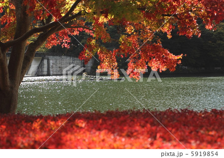 碓氷湖の紅葉その２ 5919854