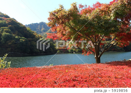 碓氷湖の紅葉その４ 5919856
