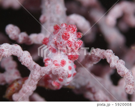 ピグミーシーホース 5920008