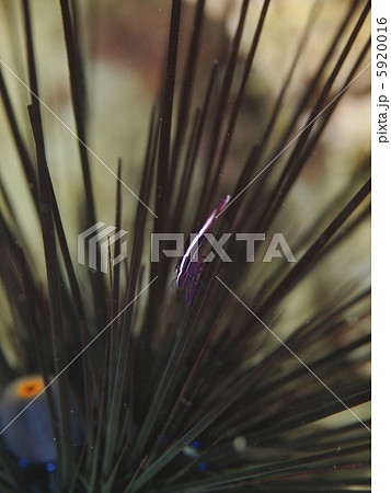 ガンガゼカクレエビ ガンガゼカクレエビ 5920016