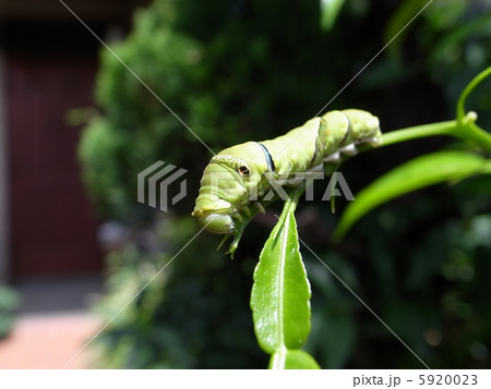 幼虫 幼虫 5920023