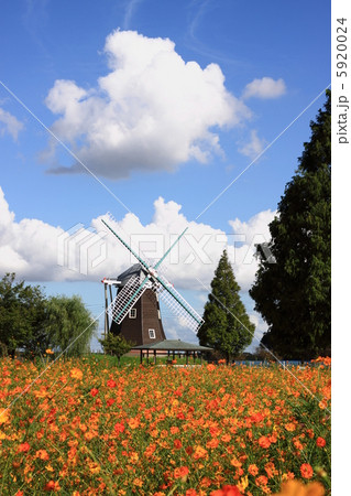 コスモスと風車 5920024