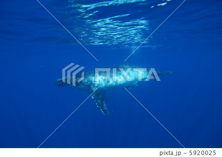 クジラ 5920025