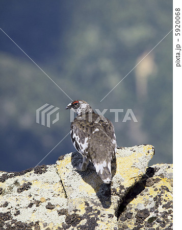 ライチョウ ライチョウ 5920068