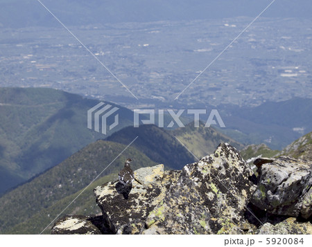 ライチョウ 5920084