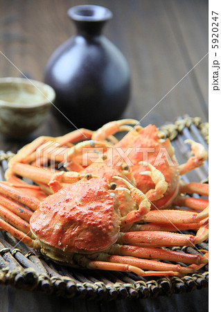 せいこがに せいこがに 5920247